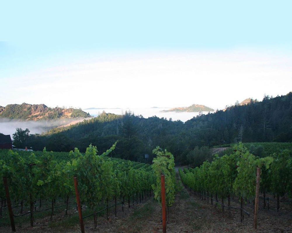 Calistoga foggy background