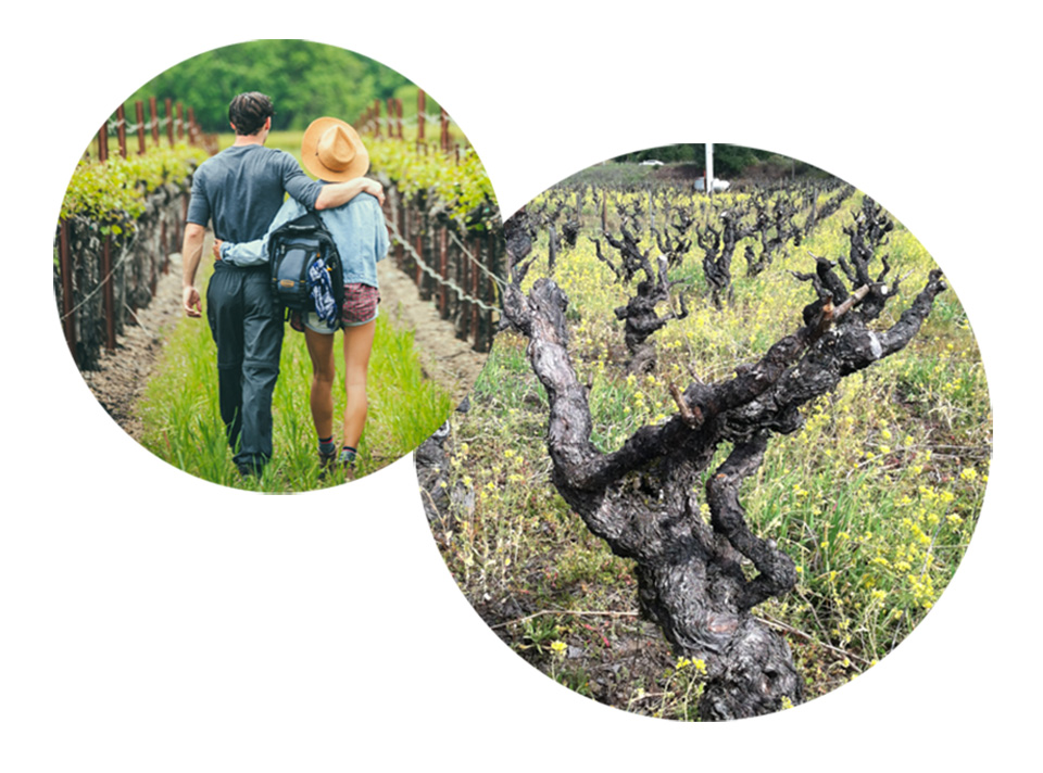 two images in circles - couple walking in vineyard and old vine