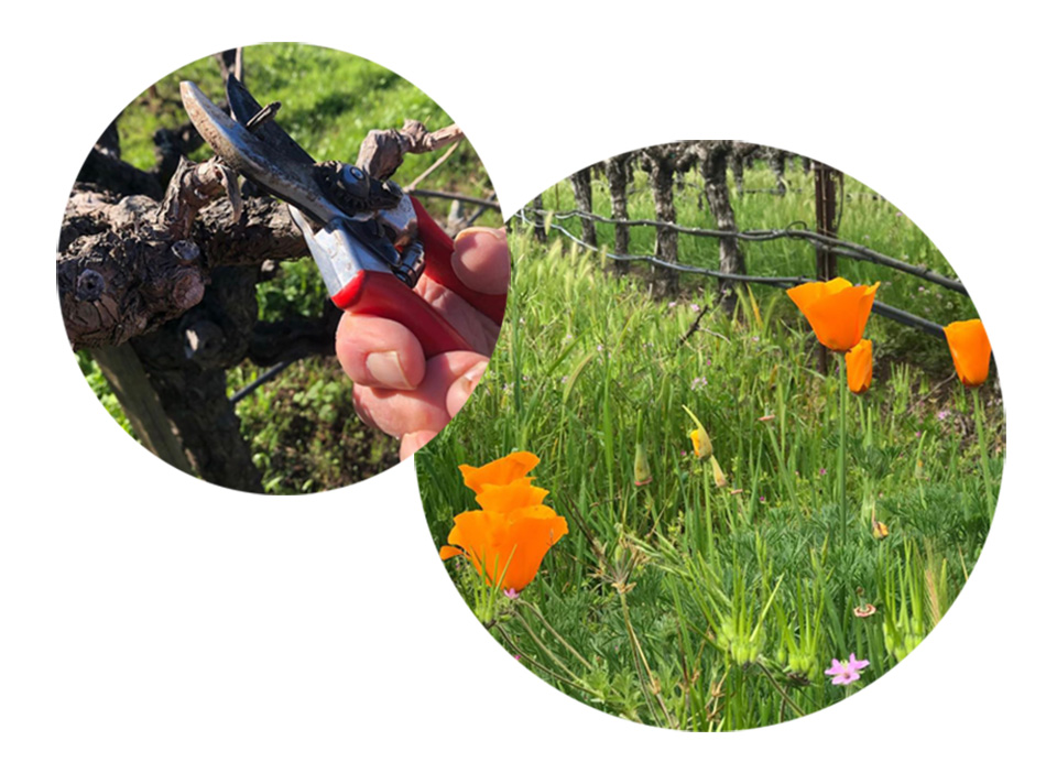 two images in circles - orange poppy and trimming vine