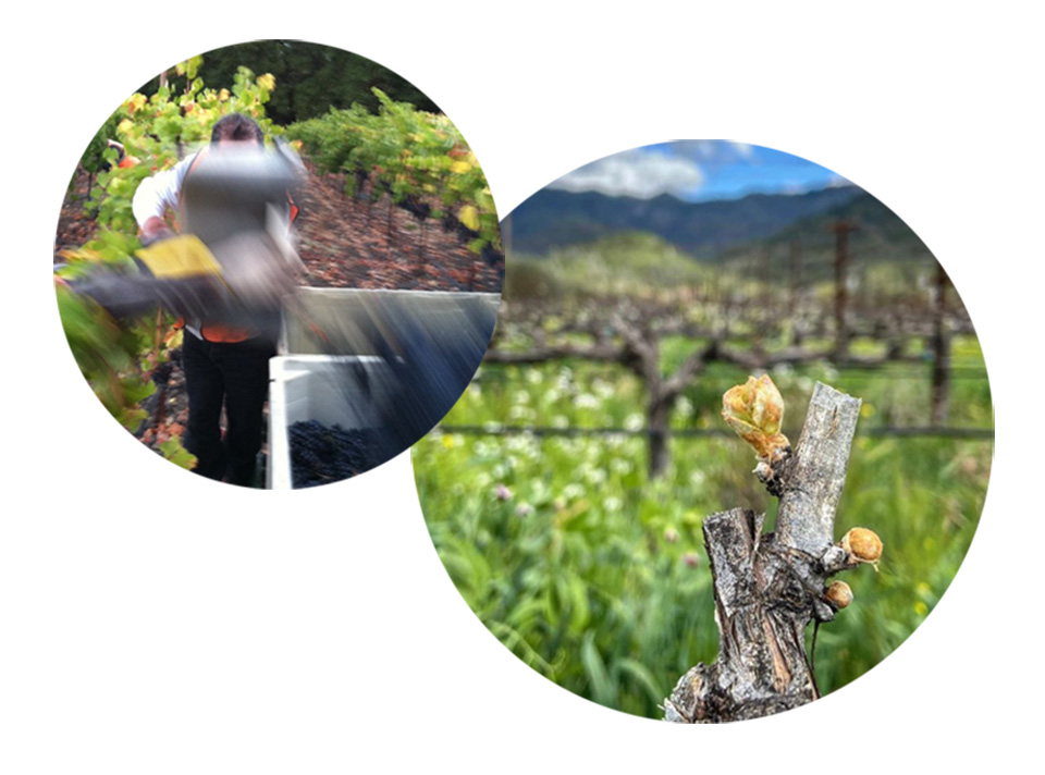 two images in circles - blurry grape picking and bud break