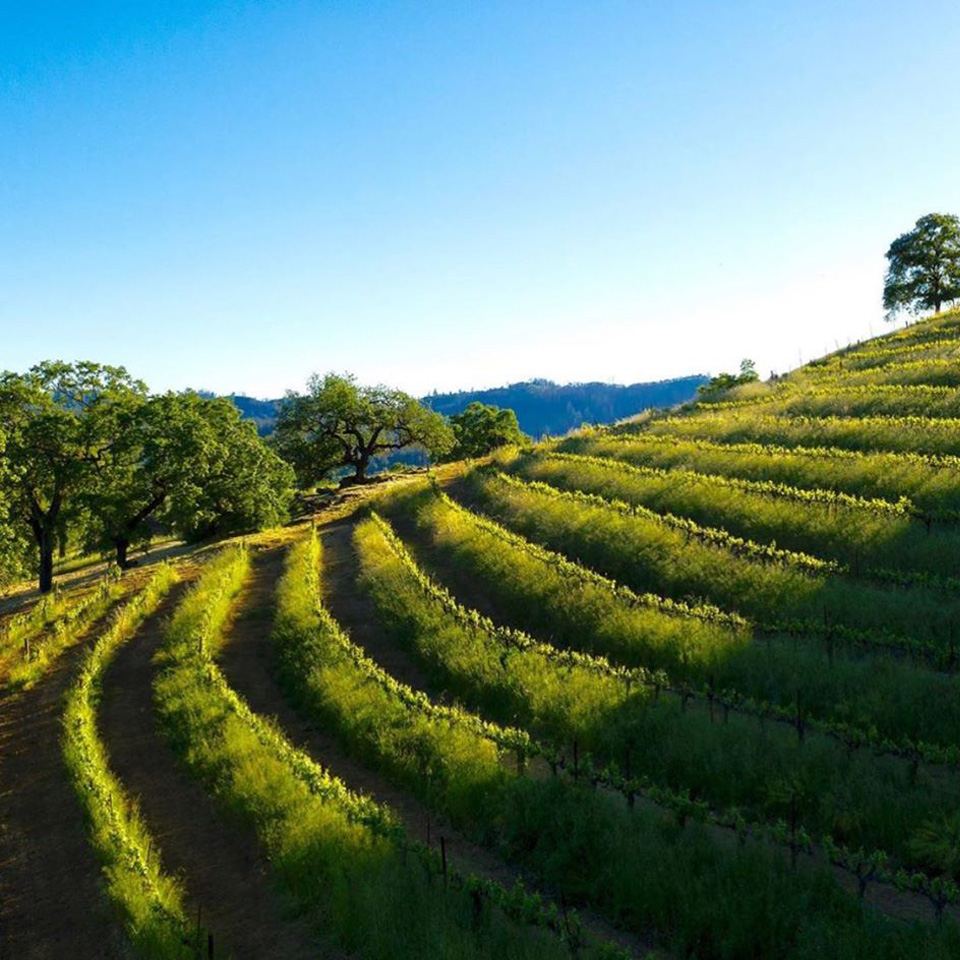 green hillside vineyards