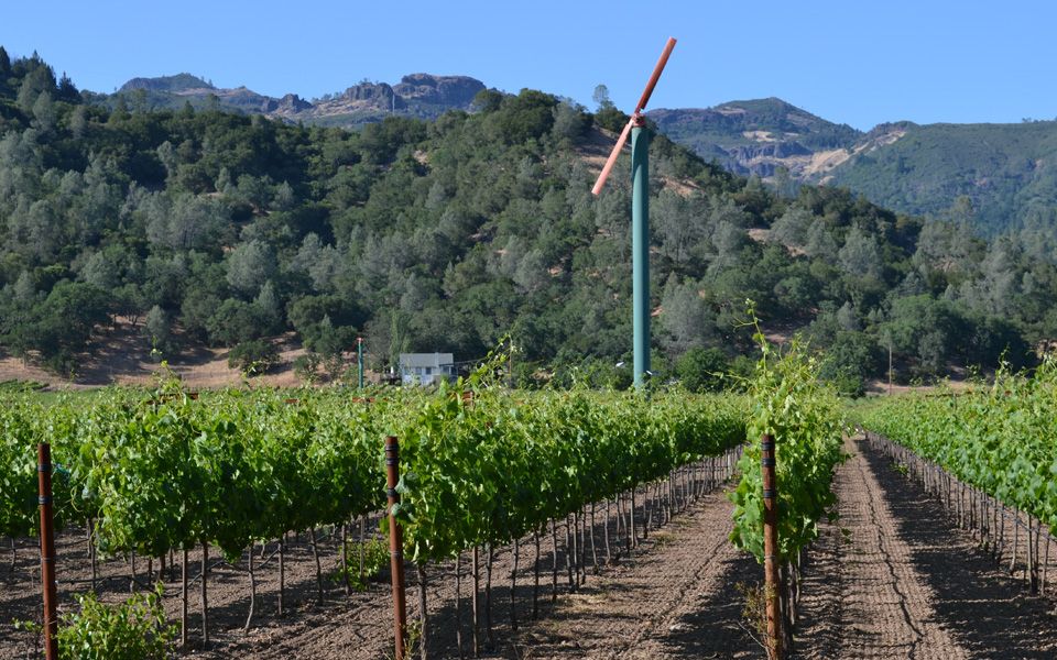 vineyards rectangle photo